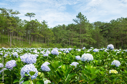 Panoramic view of Hydrangea flower field in Dalat, Vietnam. Da lat is one of the best tourism cities and aslo one of the largest vegetable and flowers growing areas in Vietnam