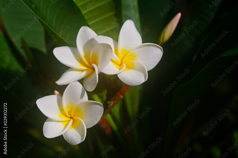 Plumeria Plumeria