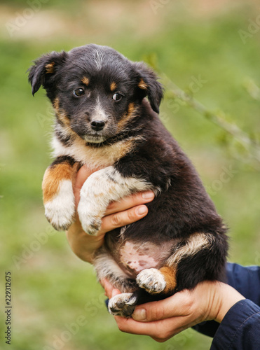 black and white dog on the hands of the veterinarian.