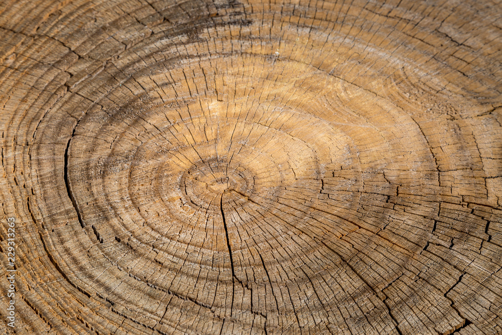 Naklejka premium A full frame photograph of a cut tree trunk showing the tree rings