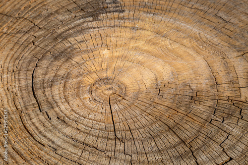 A full frame photograph of a cut tree trunk showing the tree rings
