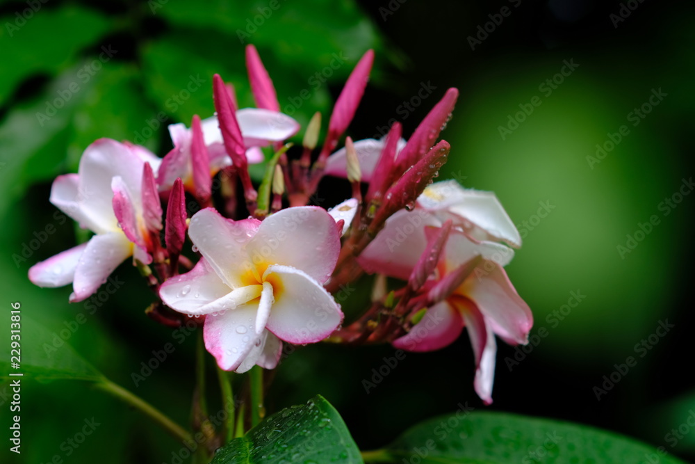 Tropical pagoda flowers blooming with water drops on petal, freshness feeling Tropical pagoda flowers blooming with water drops on petal, freshness feeling