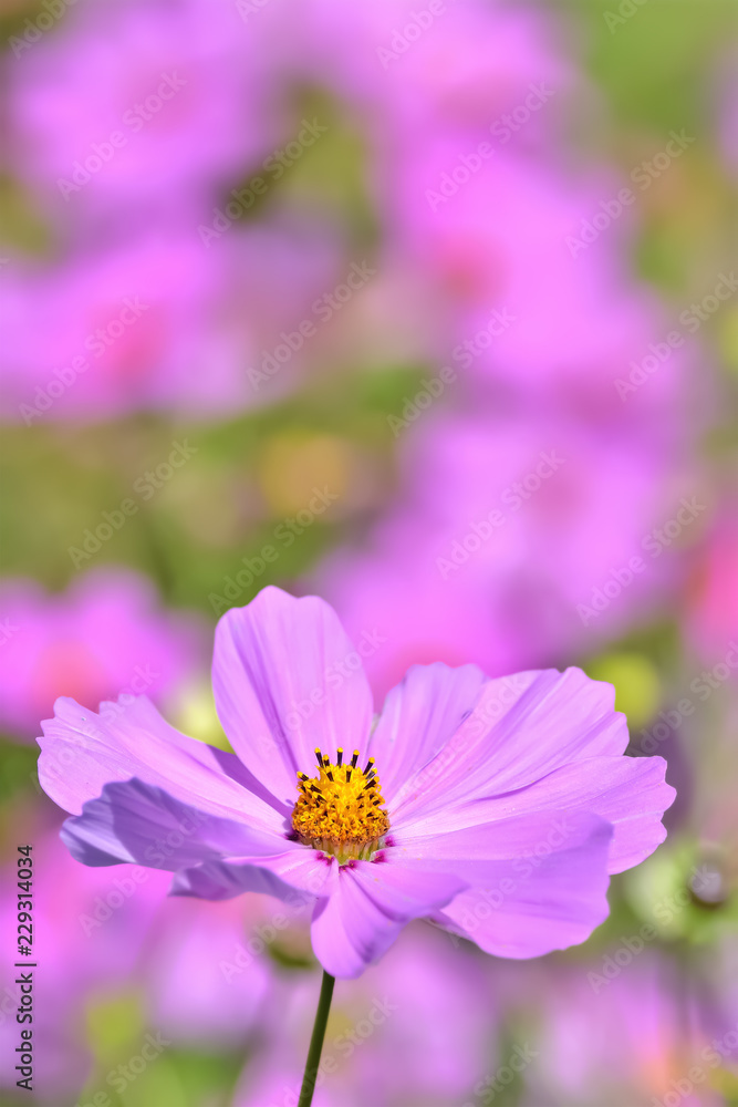 Obraz premium コスモスの花