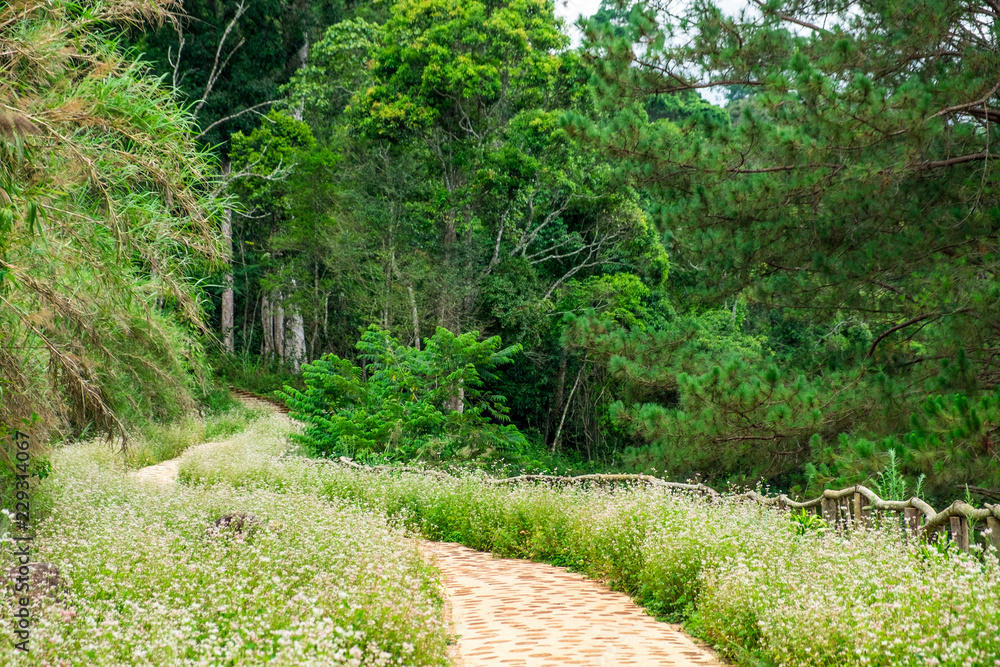 Obraz premium The path to the famous Wooden Palm in Hoa Son Dien Trang, Da Lat. Da lat is one of the best tourism cities and aslo one of the largest vegetable and flowers growing areas in Vietnam