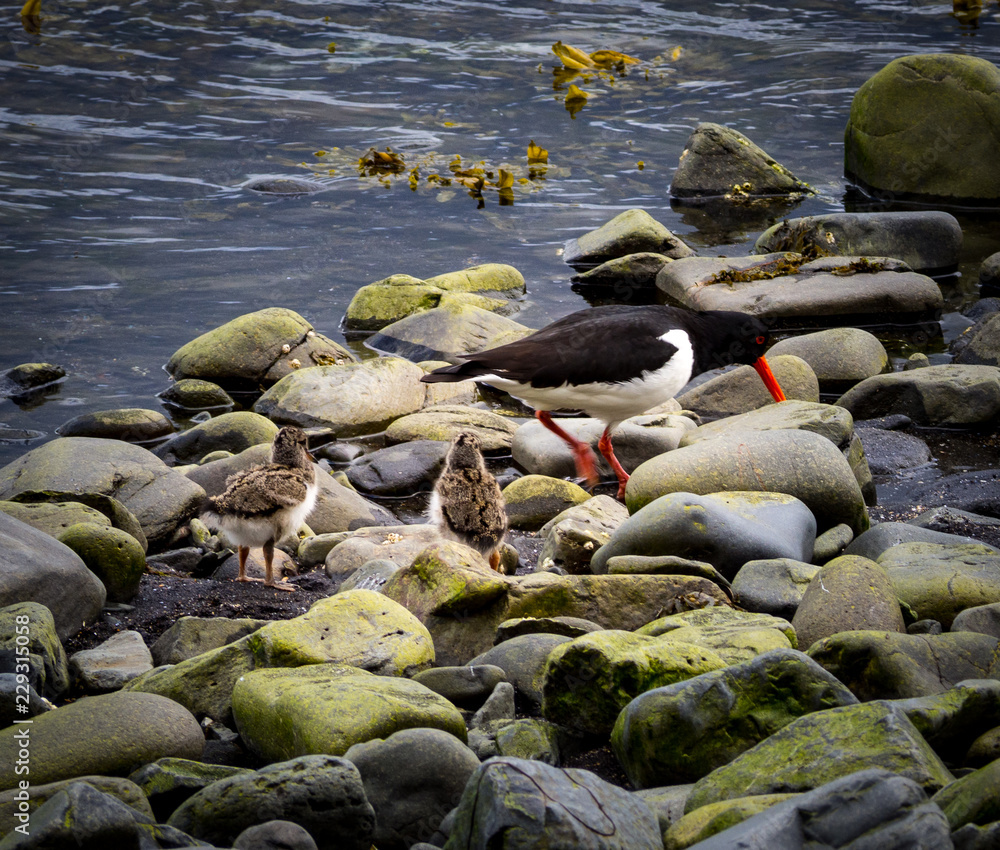 Obraz premium Oystercatcher with chicks on the beach