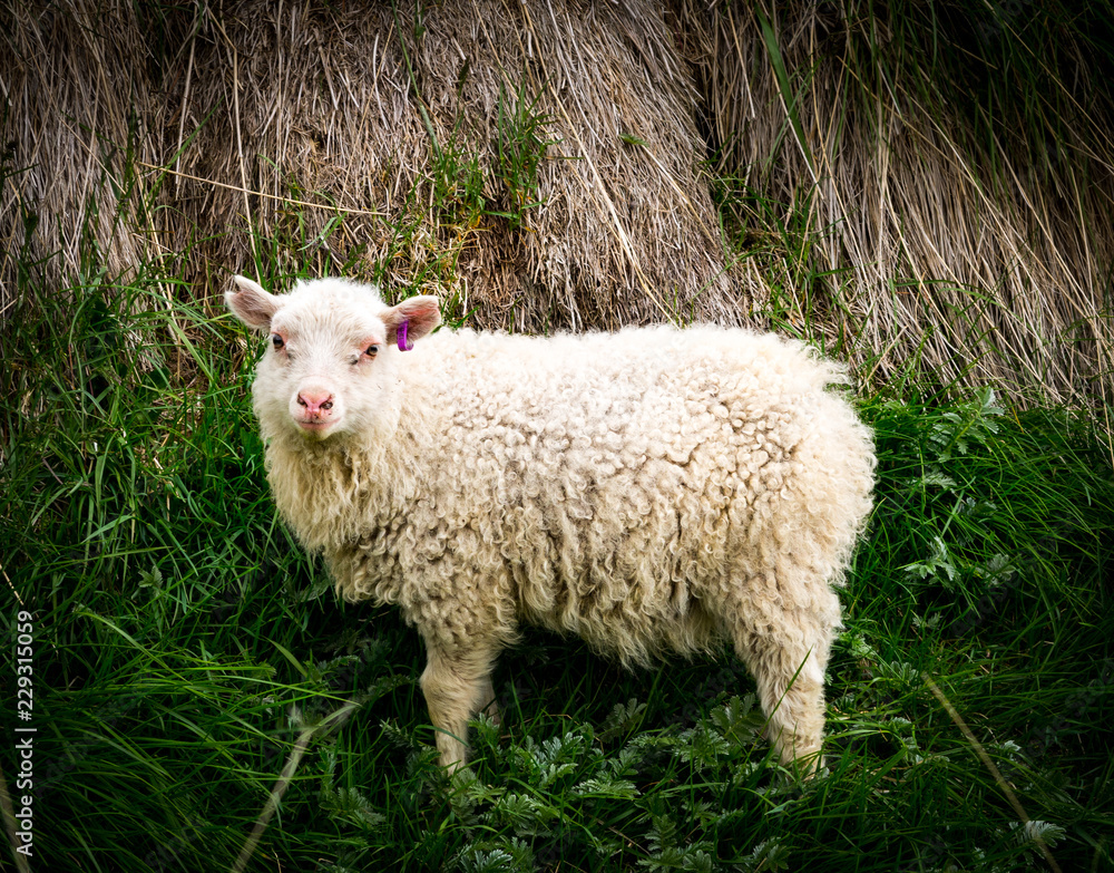 Obraz premium Sheep in Icelandic landscape
