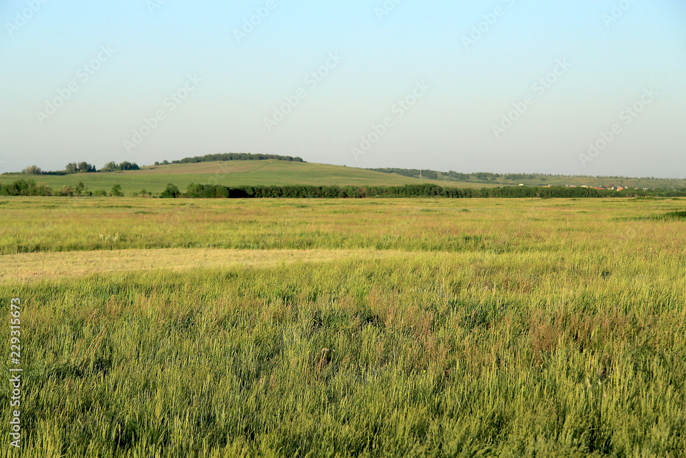 Green field and hill on a clear summer day