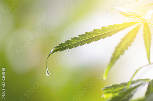 Water Droplets on Cannabis Leaf in morning