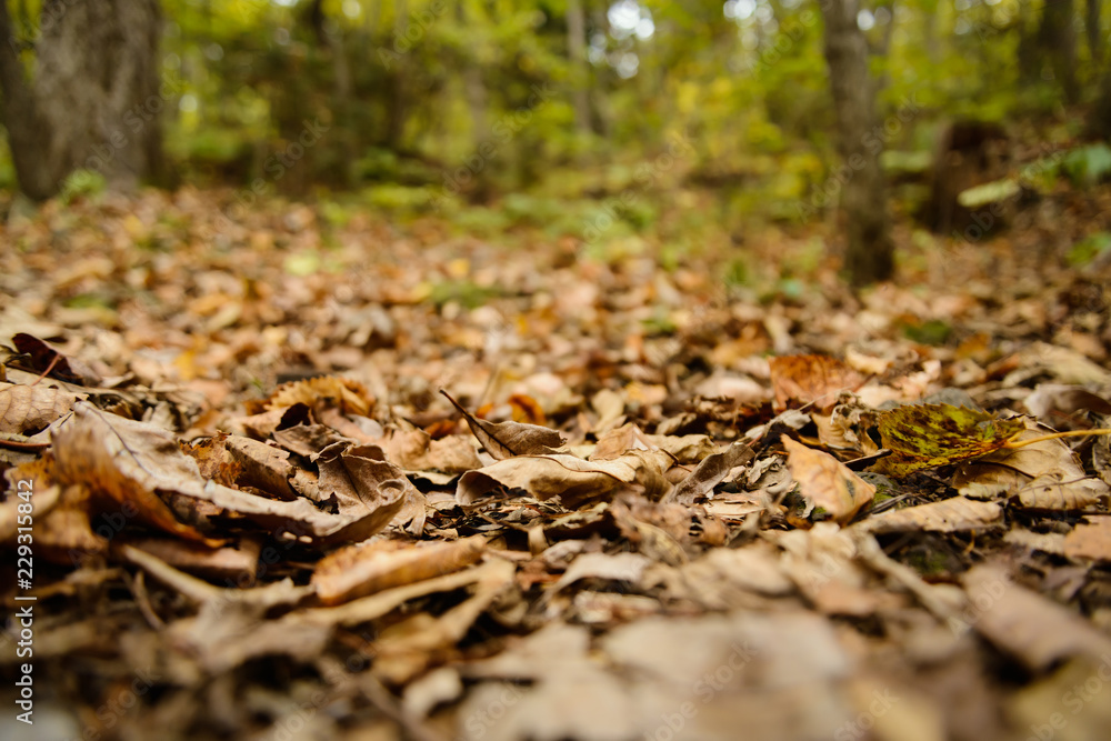 Autumn leaves closeup view - natural background. Shallow depth field. Autumn leaves closeup view - natural background. Shallow depth field.