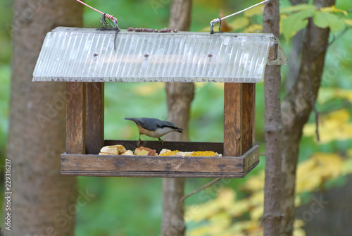 Nuthatch on the bird feeder in the forest. Selective focus with shallow depth of field.