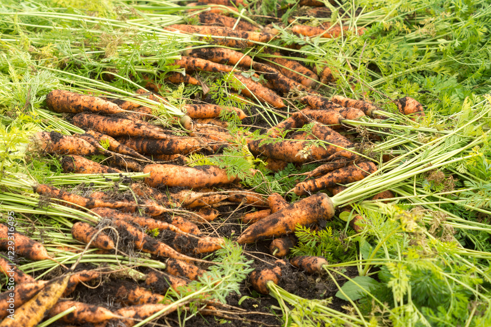 Freshly dug carrot crop on the ground Freshly dug carrot crop on the ground