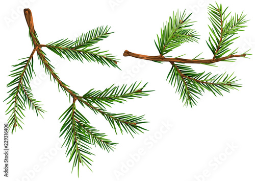 Set of Spruce Branches - De...