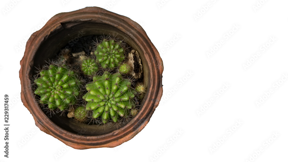 Cactus in red bucket on white background Cactus in red bucket on white background