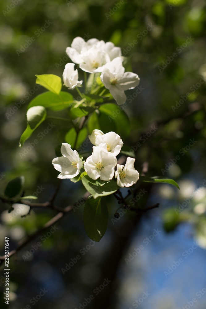 blooming apple tree blooming apple tree