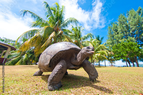 turtles tongue in a island of Seychelles
