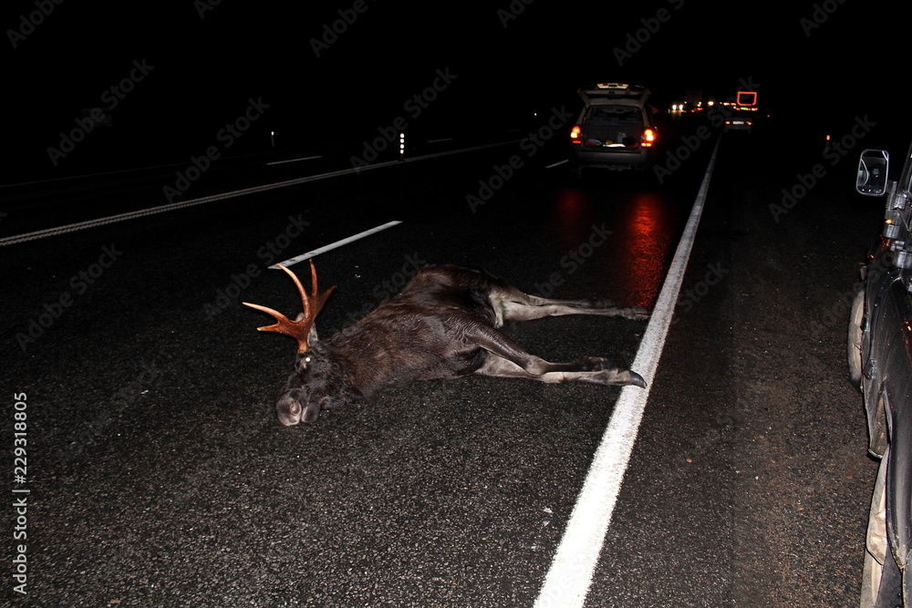 An adult male moose, with large horns, was hit by a car on the track at night, and with poor visibility.