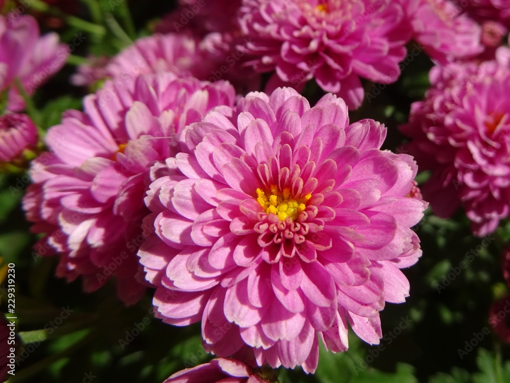 Topf-Chrysantheme rosa