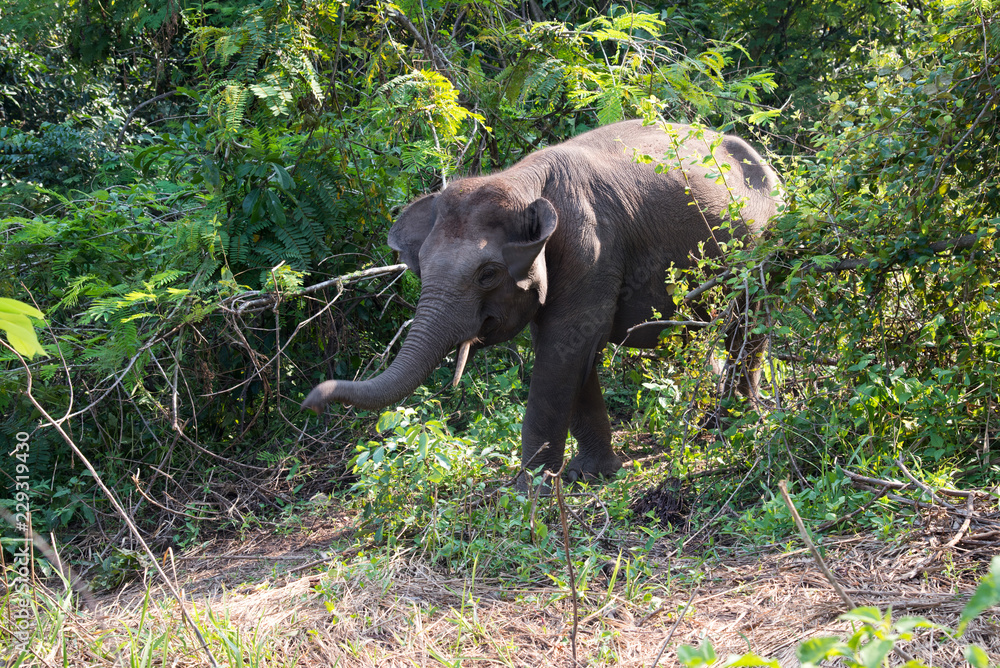 Fototapeta premium Asian young elephant in forest, Thai mammal strong in jungle and nature.