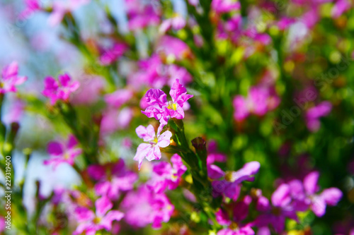 Beautiful Pink wild flowers in the garden with natural light and blue sky.