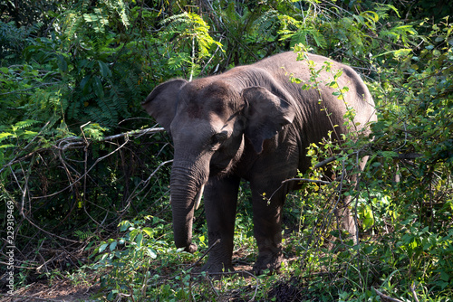 Asian young elephant in forest, Thai mammal strong in jungle and nature.