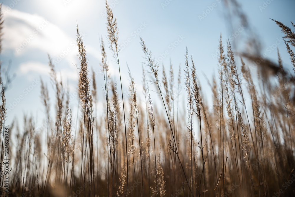 Fototapeta premium Gräser im Herbst mit Sonne