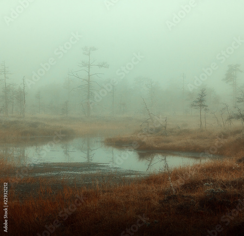 Fotografia autumn misty swamp