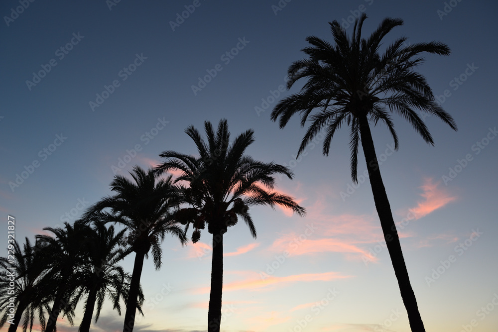 palmen silhouttte bei sonnenuntergang