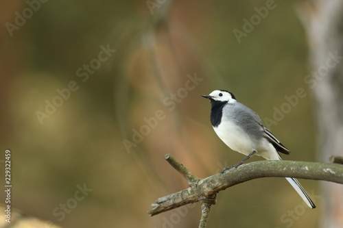 White wagtail resting on a perch and at the same time looking for some food
