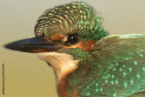 Beautiful Common kingfisher portrait in the morning light with out of focus background photo