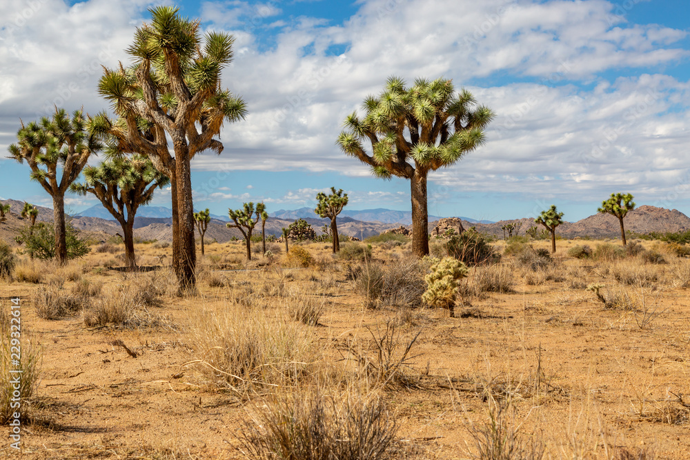 Joshua trees growing in Joshua Tree National Park in California Joshua trees growing in Joshua Tree National Park in California