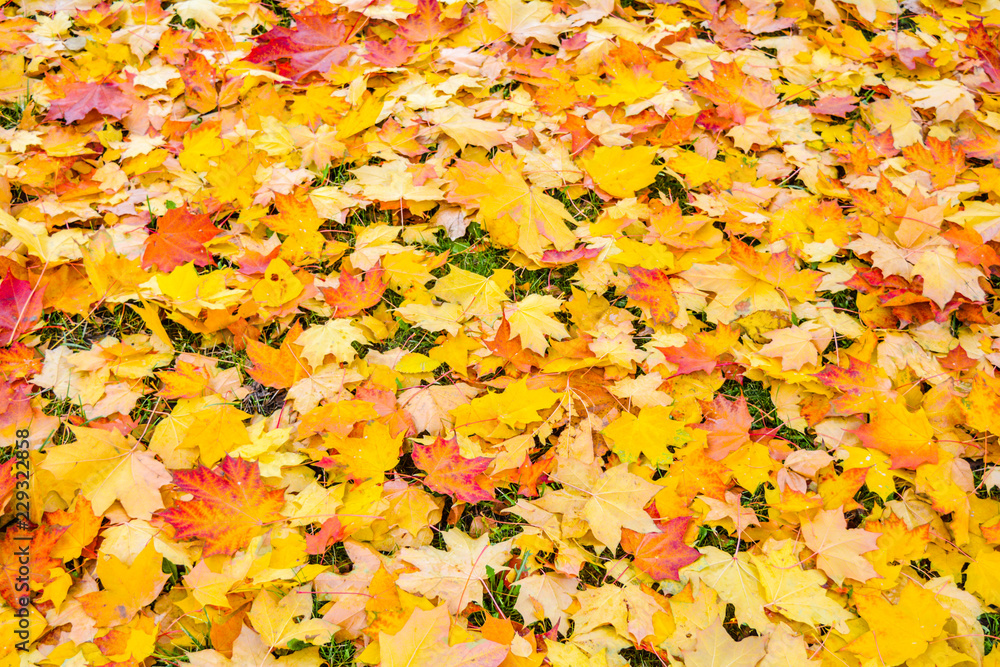 Autumn Fall Maple Leaves on Green Grass Autumn Fall Maple Leaves on Green Grass