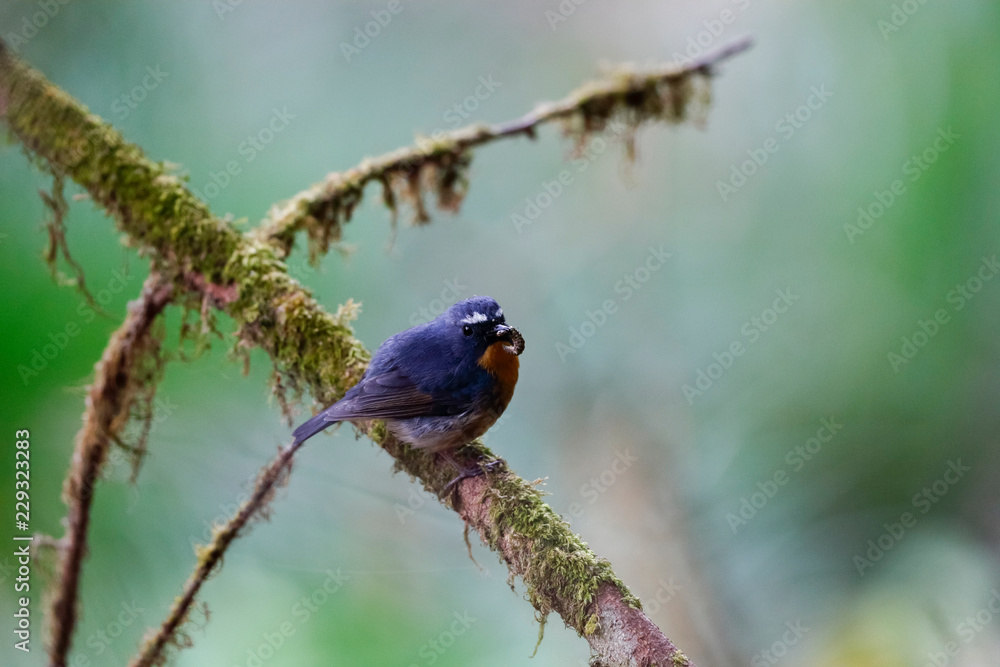 Fototapeta premium Snowy-browed Flycatcher in Doi inthanon Thailand