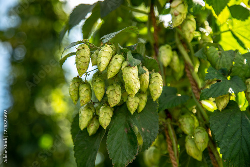 Isolated, close up view of fresh green, ripe hops cones in the field with out of focus hops plants in background