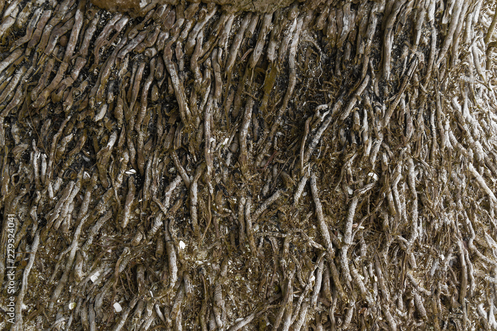Tree root texture Tree root texture