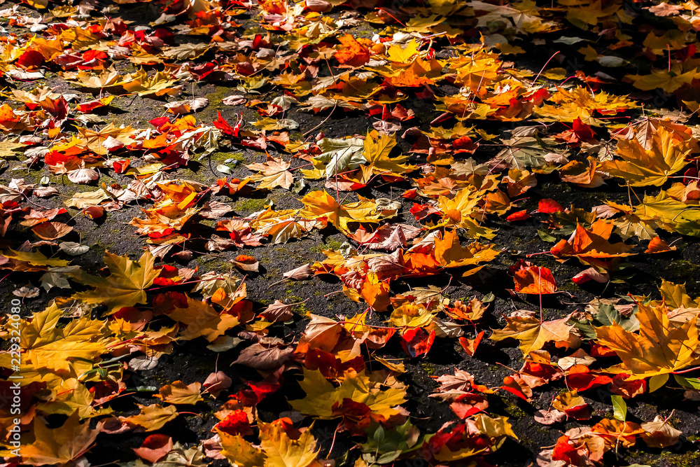 Autumn leaves on the ground. Fall background concept. Maple, red, yellow foliage, September, October, November.