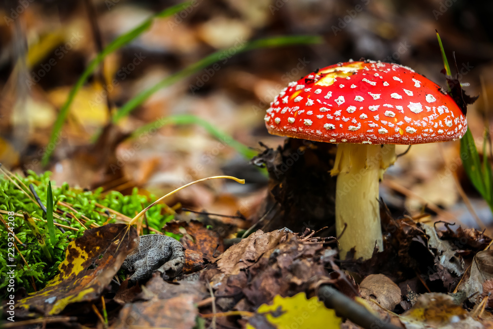 Fly agaric (Amanita Muscaria) mushroom in the forest. Red cap mushroom close up. Fly agaric (Amanita Muscaria) mushroom in the forest. Red cap mushroom close up.