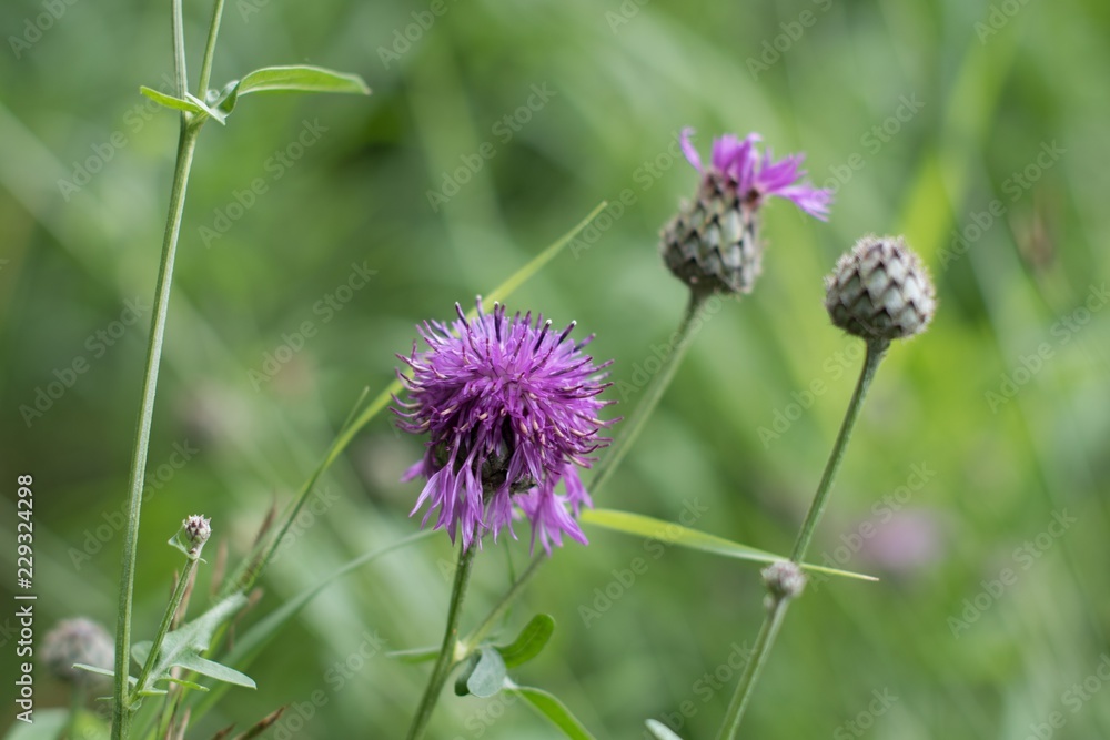 flower flower