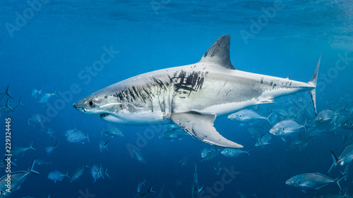 Cage diving with the Great White Shark, Western Australia