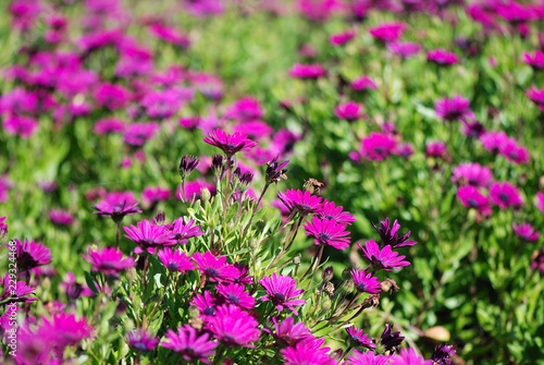 MARGARITAS FUCSIAS