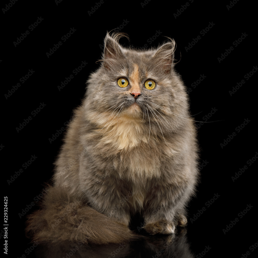 Short Munchkin Cat tortoise fur Sitting and Looking in Camera on Isolated Black background