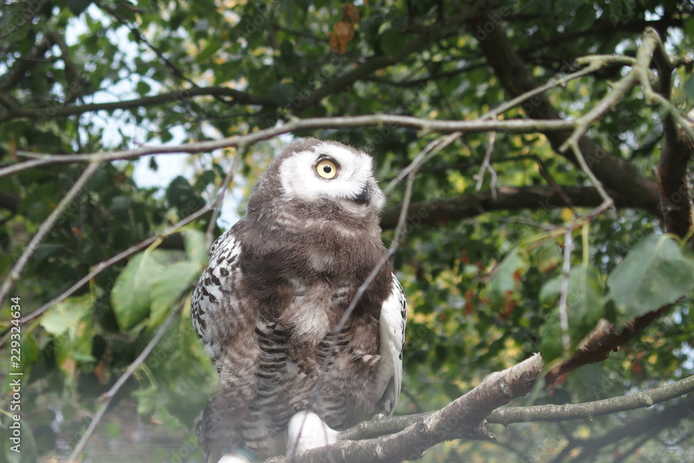 Bird owl in the forest sits on a branch and looks into the distance Bird owl in the forest sits on a branch and looks into the distance