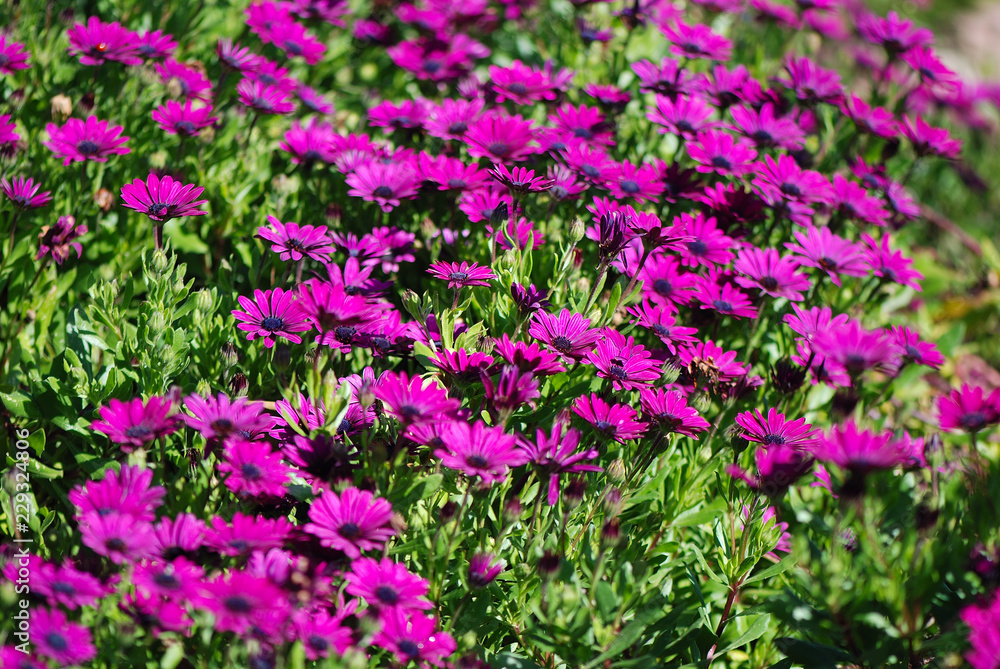 Naklejka premium MARGARITAS FUCSIAS