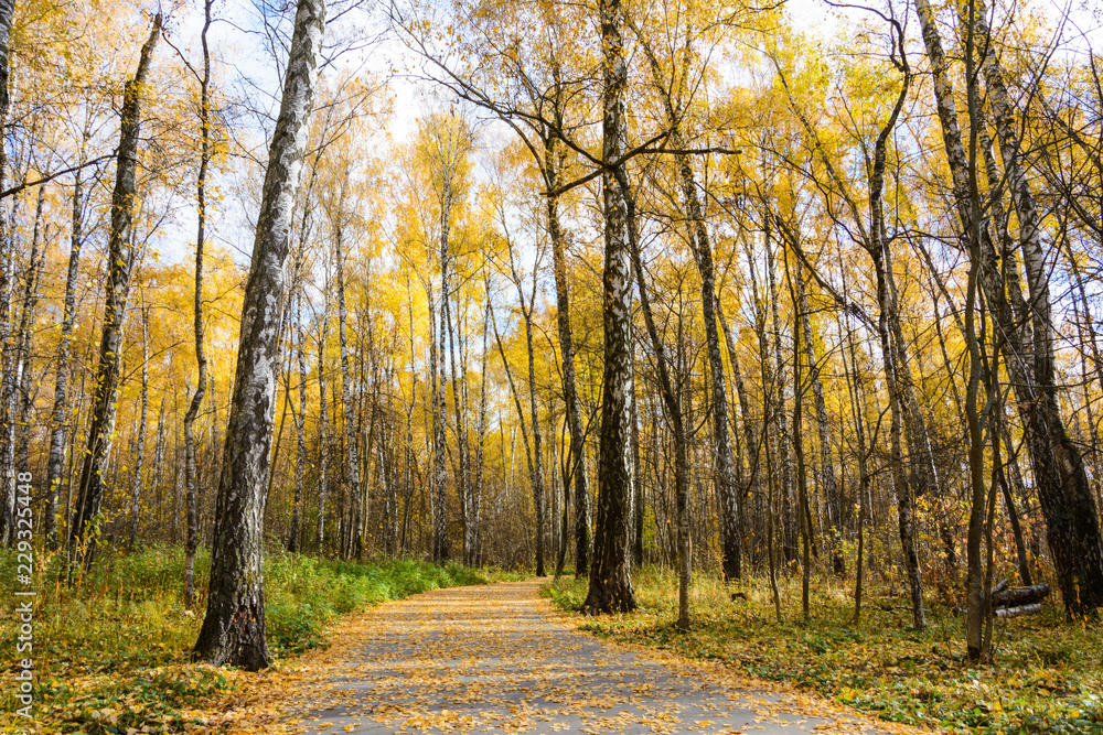 Obraz premium paved path in the Park in yellow fallen leaves. blue sky and sunlight. autumn birches and aspens