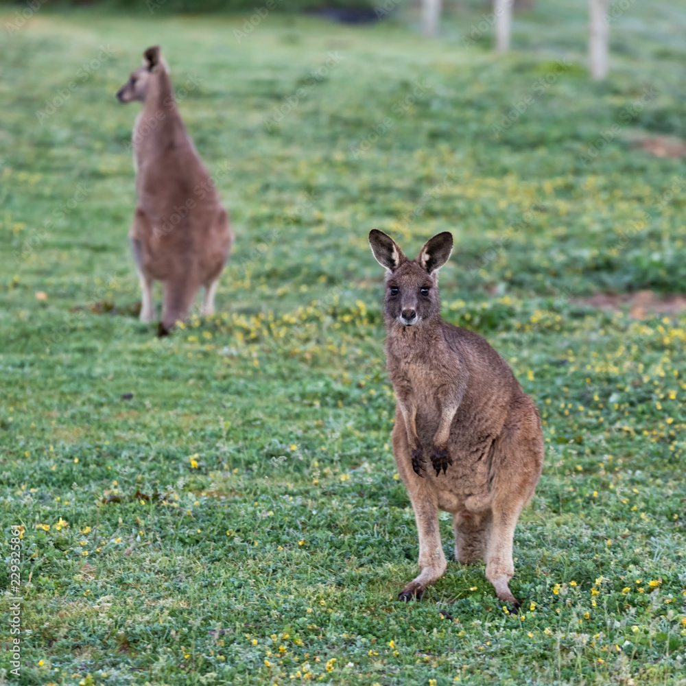 Fototapeta premium kangaroo in the grass