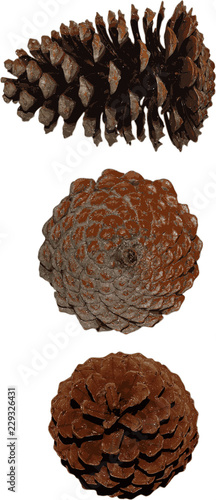 pine cone isolated vector on white background side, top and bottom view