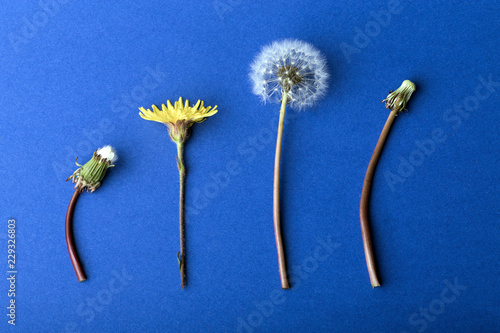 Fototapeta Naklejka Na Ścianę i Meble -  dandelions on blue background, concept of growing up or aging