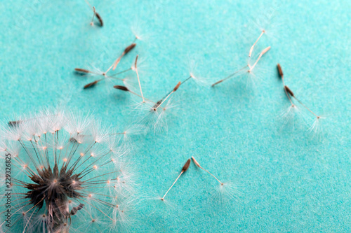 Fototapeta Naklejka Na Ścianę i Meble -  dandelion near to the seeds on an azure background, closeup