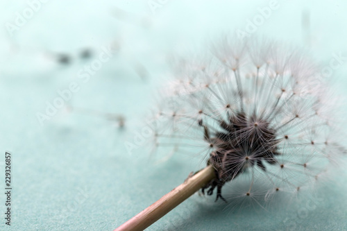 Fototapeta Naklejka Na Ścianę i Meble -  dandelion near to the seeds on an azure background, closeup
