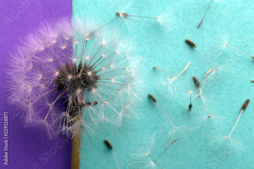 Fototapeta Naklejka Na Ścianę i Meble -  dandelion near to seeds on a purple-azure background, closeup image