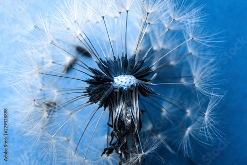 Fototapeta Naklejka Na Ścianę i Meble -  dandelion near to seeds on a blue background, closeup image